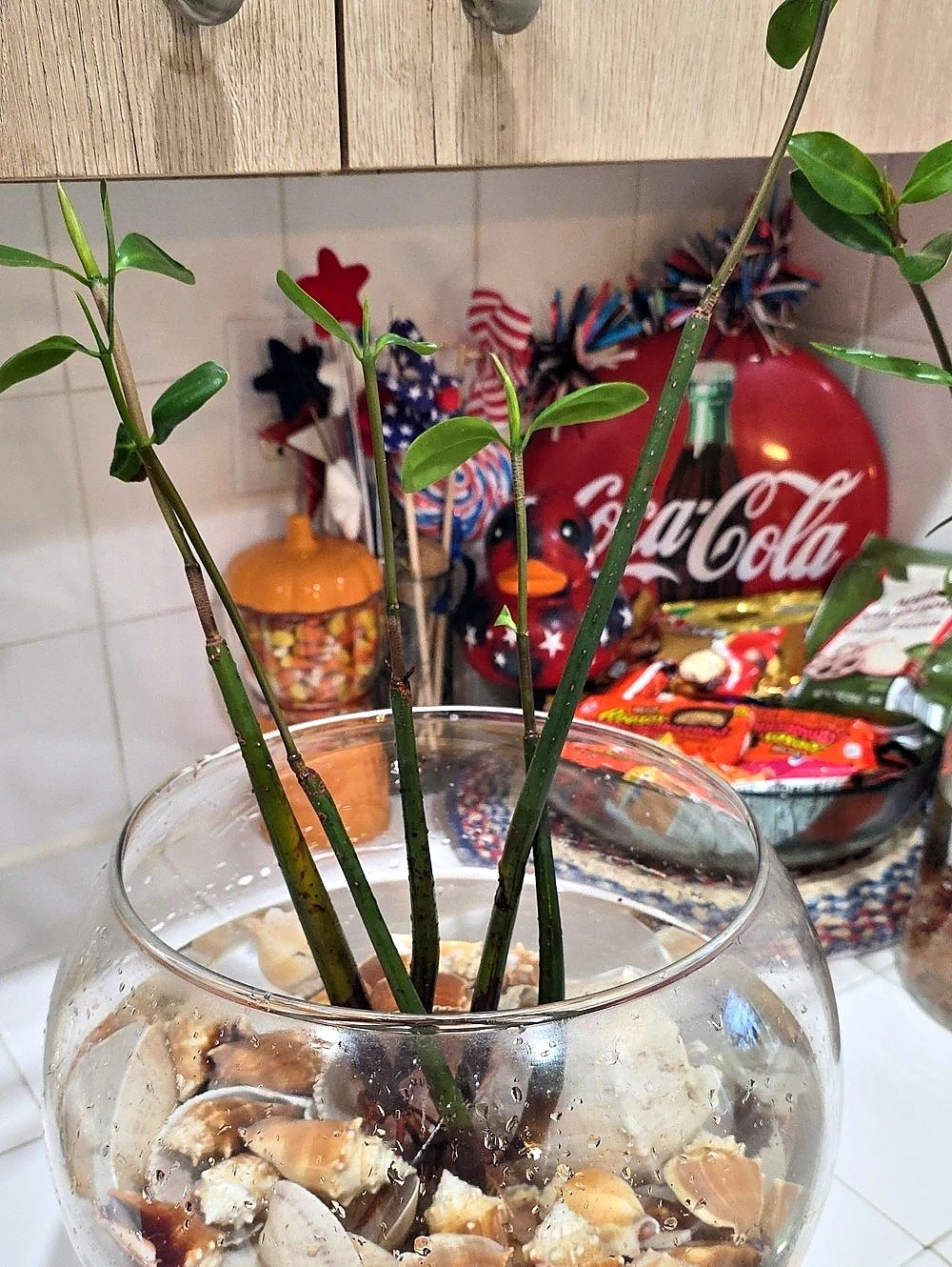 Red Mangrove Seedlings